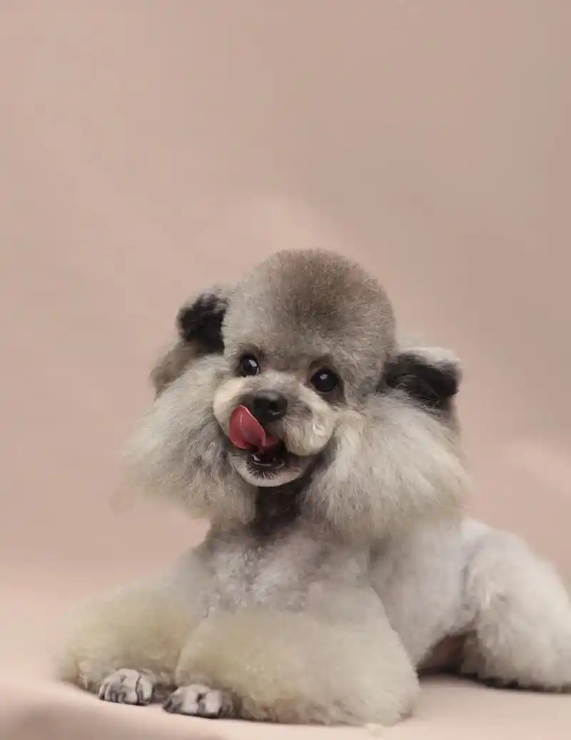 贵宾美容造型分享