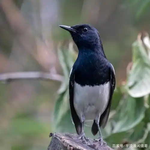 四喜鸟在家门口花园玩得欢