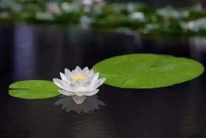 听这曲《清净曲》,直击心灵深处,一朝起,一朝落,一朝挥墨,一朝过错.