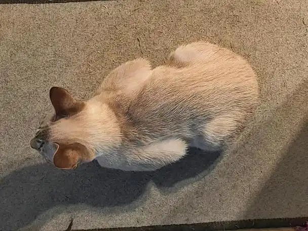 猫咪"母鸡蹲"的行为,其实有这些含义