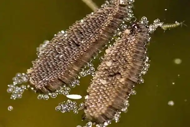 库蚊卵.图源:pestworld.org