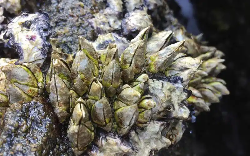 你们喜欢的佛手螺来了,这次全是稀有的靓货,一次拔到过瘾.