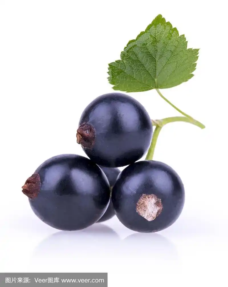三个成熟的带叶子的黑加仑子