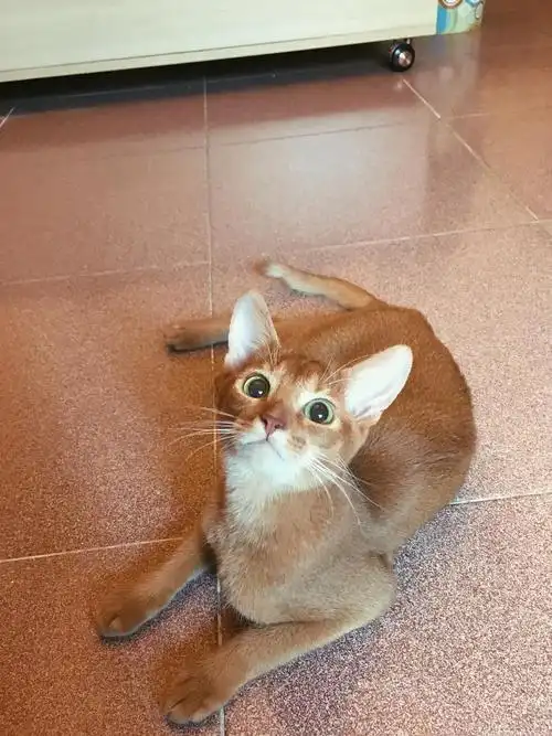 【日记】我有一只罕见的白血阿比西尼亚猫