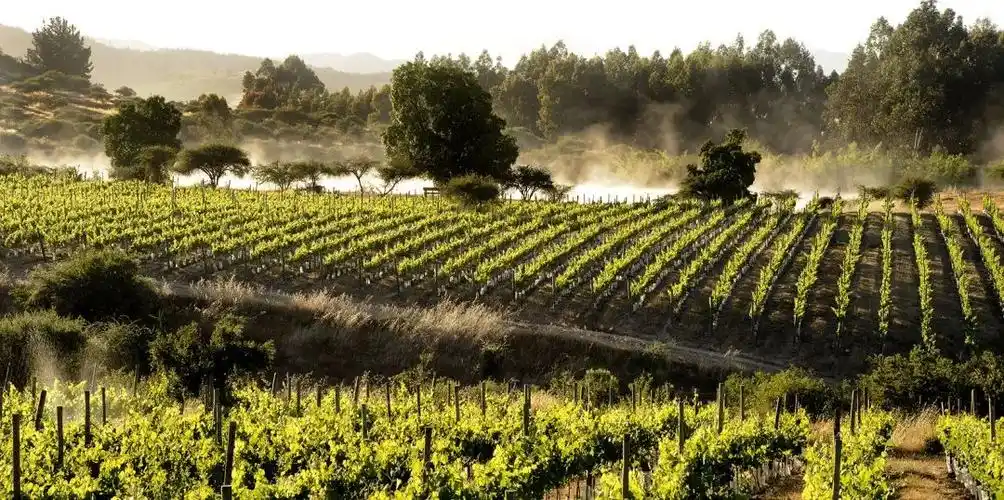 智利葡萄酒参展wine to asia,酒庄信息先睹为快!(中)