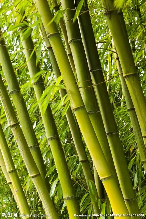 竹子图片