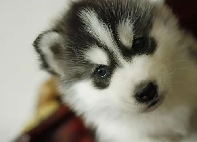 蠢萌二货哈士奇幼年摄影图片十二生肖狗