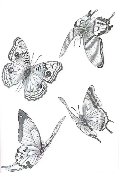 一组蝴蝶工笔画白描素材,太美啦,记得收藏!
