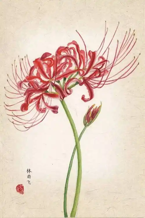 手绘彼岸花