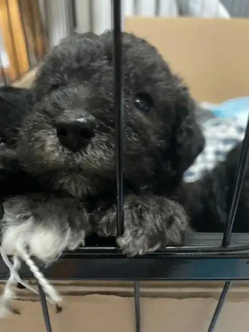 知道贝灵顿的人太少了每次带出去都会被问 你养的这是羊91吗贝灵顿