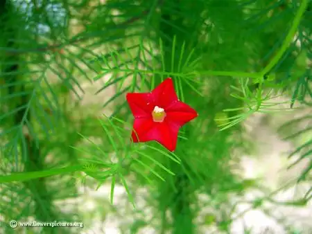 什么花叫小红星