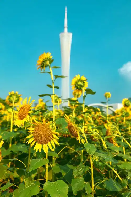 宏城公园,向日葵拍摄于广州 - 南岛小波 - 图虫