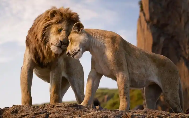 狮子王 真狮版——remember 普通话版