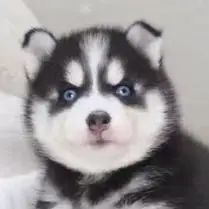 [河南直达]纯种哈士奇幼犬三把火蓝眼小中型二哈犬宠物狗活体