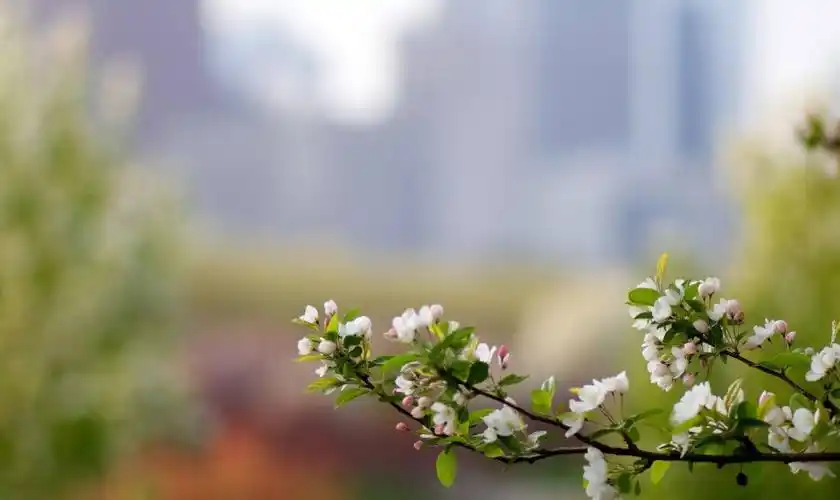形容春天清晨的句子唯美