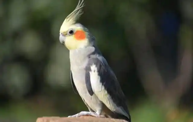 中国可以合法饲养的几种鹦鹉