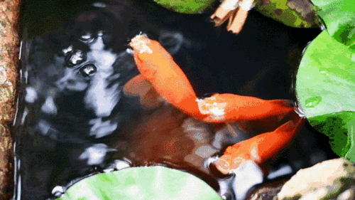 成都最辣的鱼人均30没有锅底油碟费