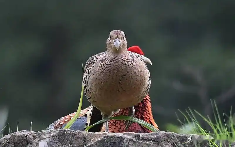 南岭大山里一对雉鸡安静地觅食