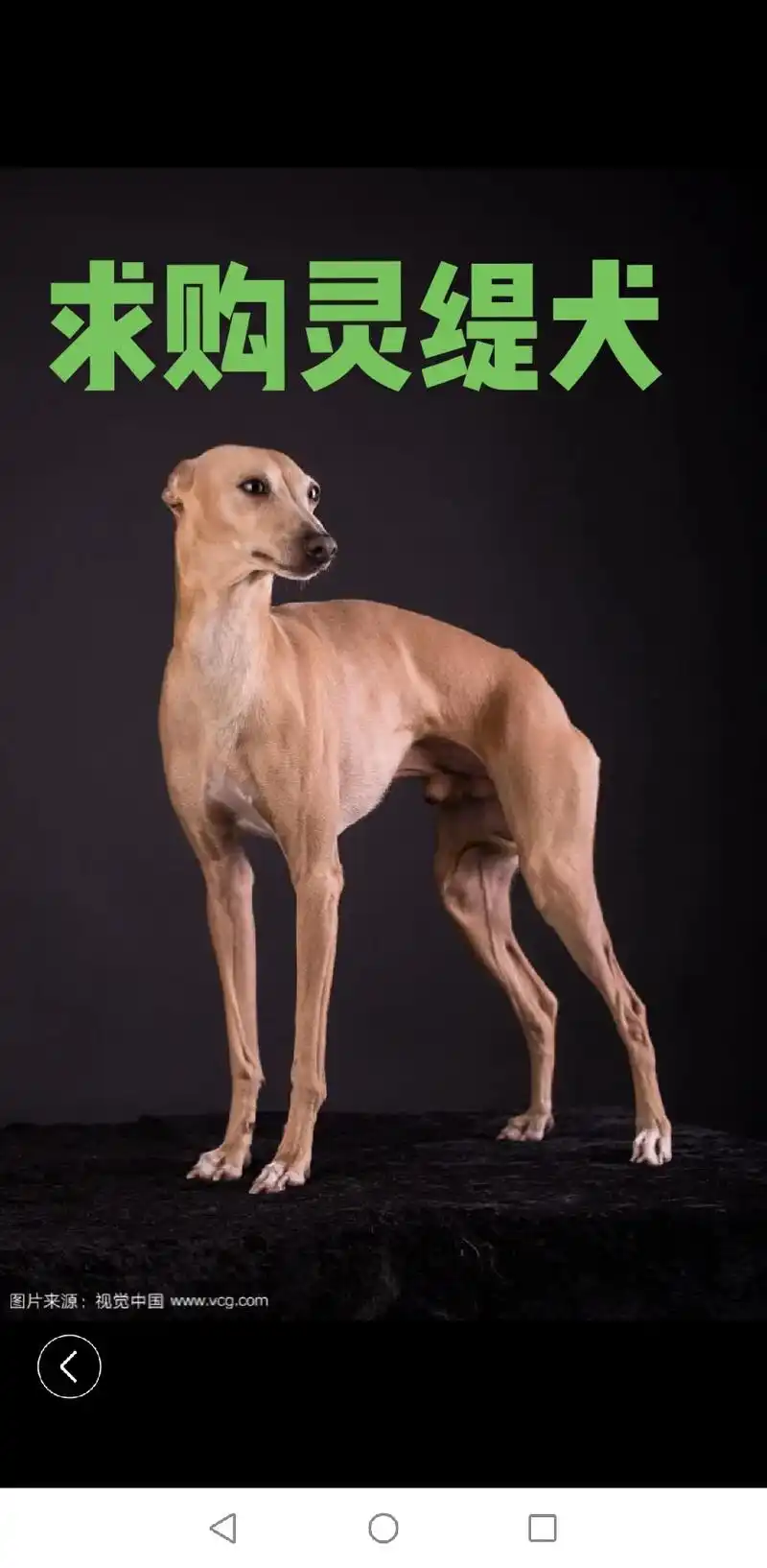 求购灵缇犬(公)联系方式15388518088 - 抖音