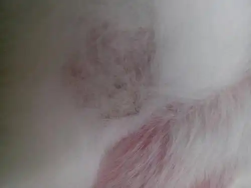 兔子掉毛,这是兔疥螨吗,附近有一颗一颗还有皮屑 可以用硫磺软膏吗,有