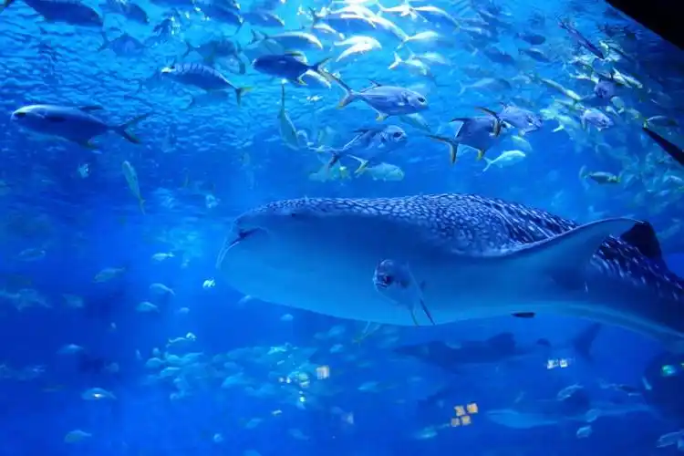 烟台海昌鲸鲨馆