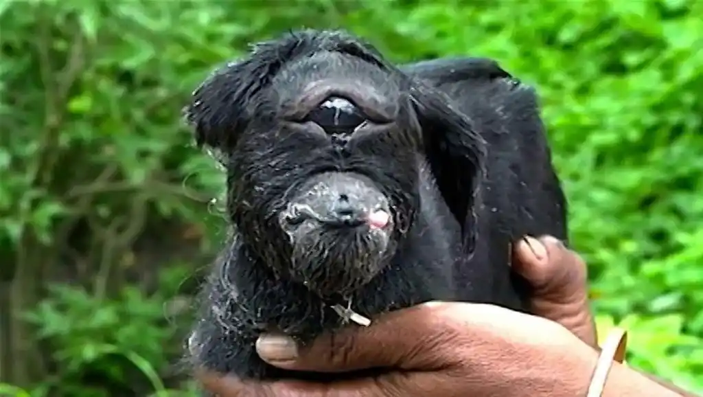 这是成精了?印度再现"人脸山羊",被村民当作"神的化身"崇拜