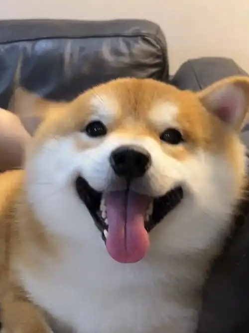 是让人心动的wink91.#柴犬 #治愈系笑容 #萌宠出道计 - 抖音