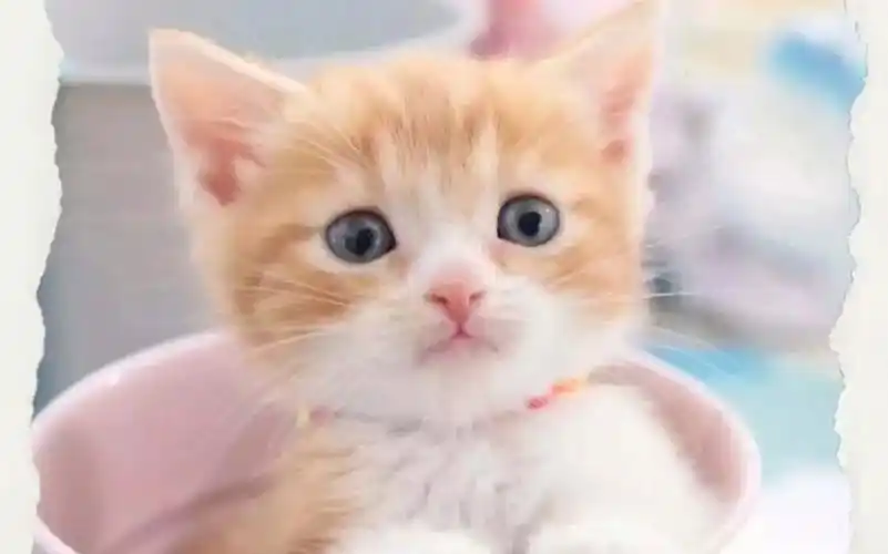 萌萌可爱的小动物(一)