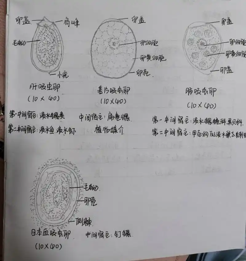 常见寄生虫虫卵第二弹 肝吸虫 肠吸虫 肺吸虫 日本血吸虫