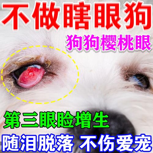 狗狗樱桃眼滴眼液第三眼睑增生腺体脱出眼睛发红猫狗眼药水眼息肉