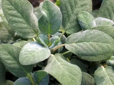 巴格旦鼠尾草 (植物)