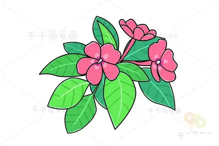 凤仙花简笔画的画法