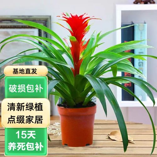 春枝韵鸿运当头绿植花卉凤梨菠萝花室内客厅盆景花苗 鸿运当头45-50