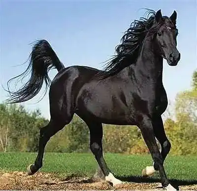 燕宝古尔邦节这个周末去见识这些世界名马吧