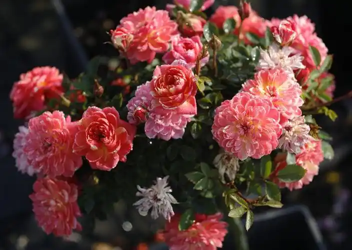 月季图片躲躲藏藏