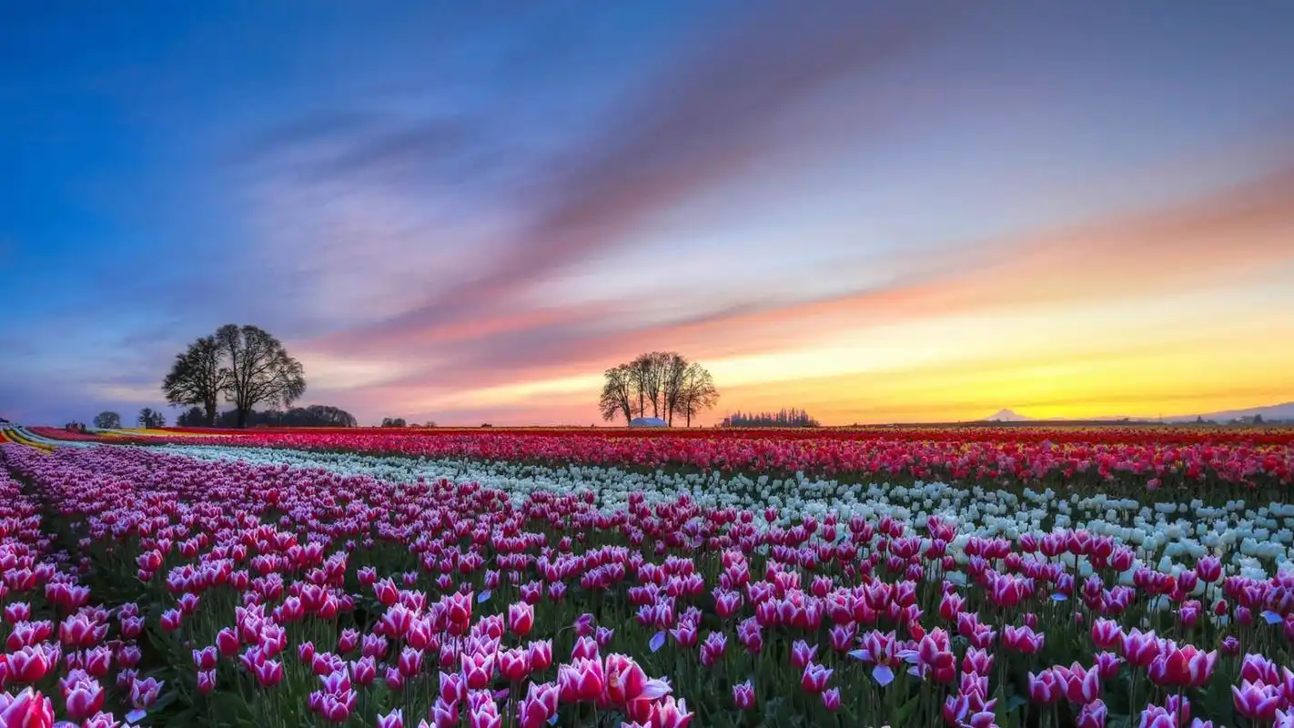 唯美花海自然风景高清桌面壁纸高清大图预览1920x1080_风景壁纸下载_