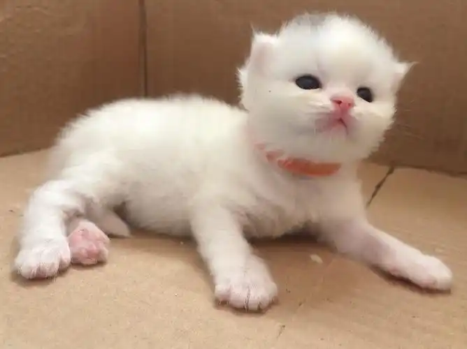 自家高地长毛猫幼崽,可预订