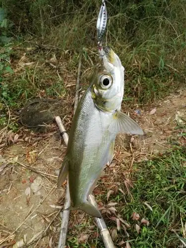 年年有余鱼初六路亚翘嘴