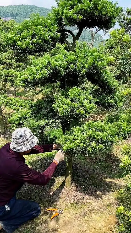 地景罗汉松小叶原生