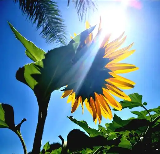阳光蓝天下的向日葵(2020.10.21)