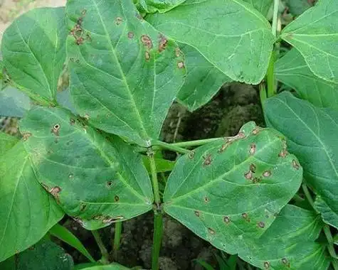 豇豆斑枯病,叶面肥的作用