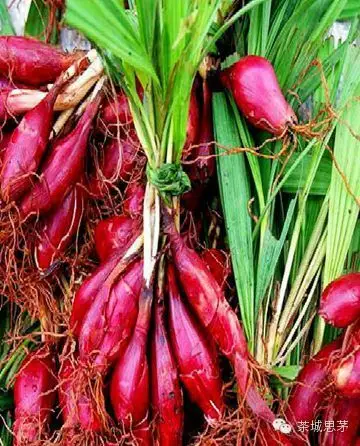 草本植物,为鸢尾科植物红葱的全草,紫红色,具有活血通经,消肿解毒功效