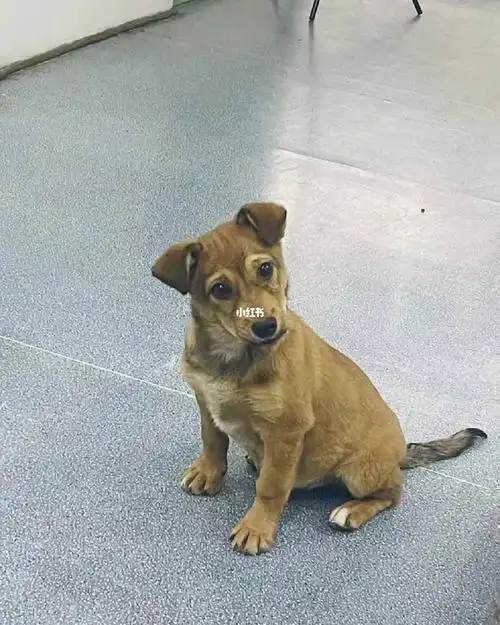 西安狗狗领养腊肠串弟弟0611
