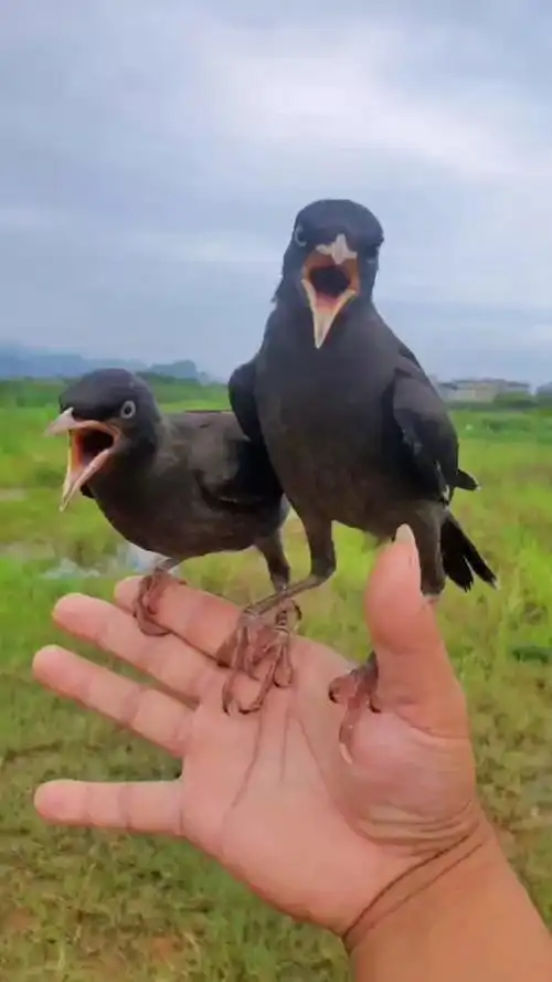 八哥鸟说话自由自在的生活飞翔还它自由