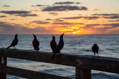 充满活力的海滩图片