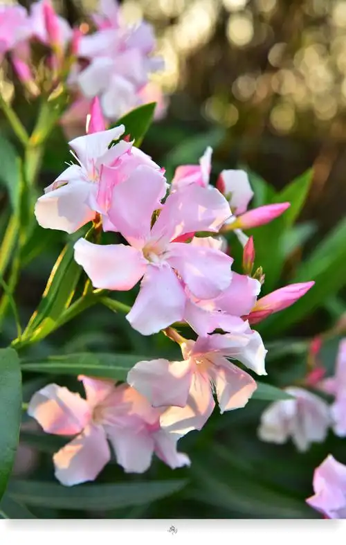 水心摄影|夹竹桃