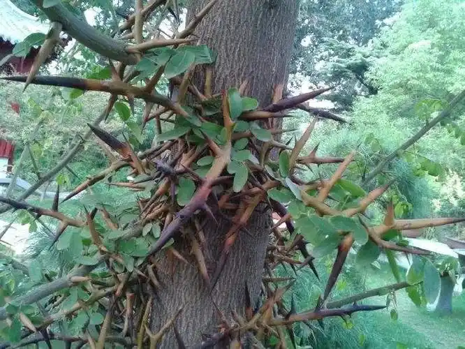 带刺野生的植物有哪些?带刺的一种植物-图片大观-奇异网