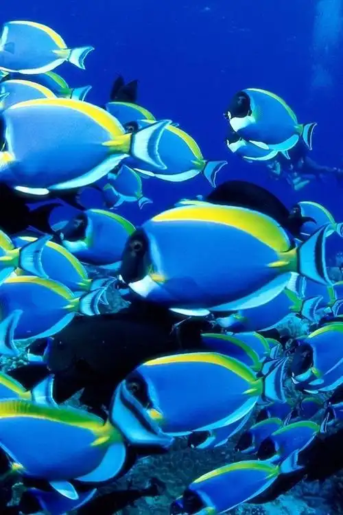 蓝色的鱼,海,水下