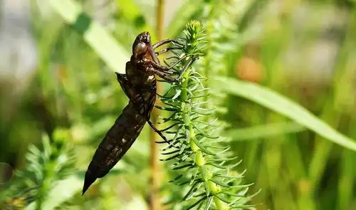 蜻蜓, 蜕变, 昆虫, 自然, 节肢动物, 动物, 幼虫