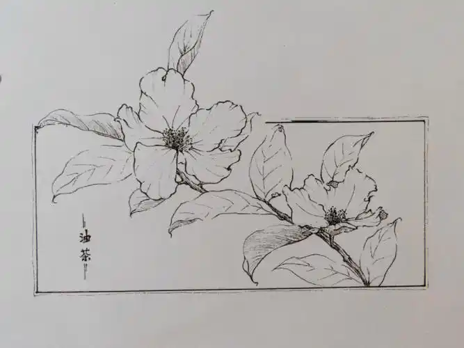 油茶花 #线稿  #针管笔手绘  #脱稿手绘@晓左百花齐放团练
